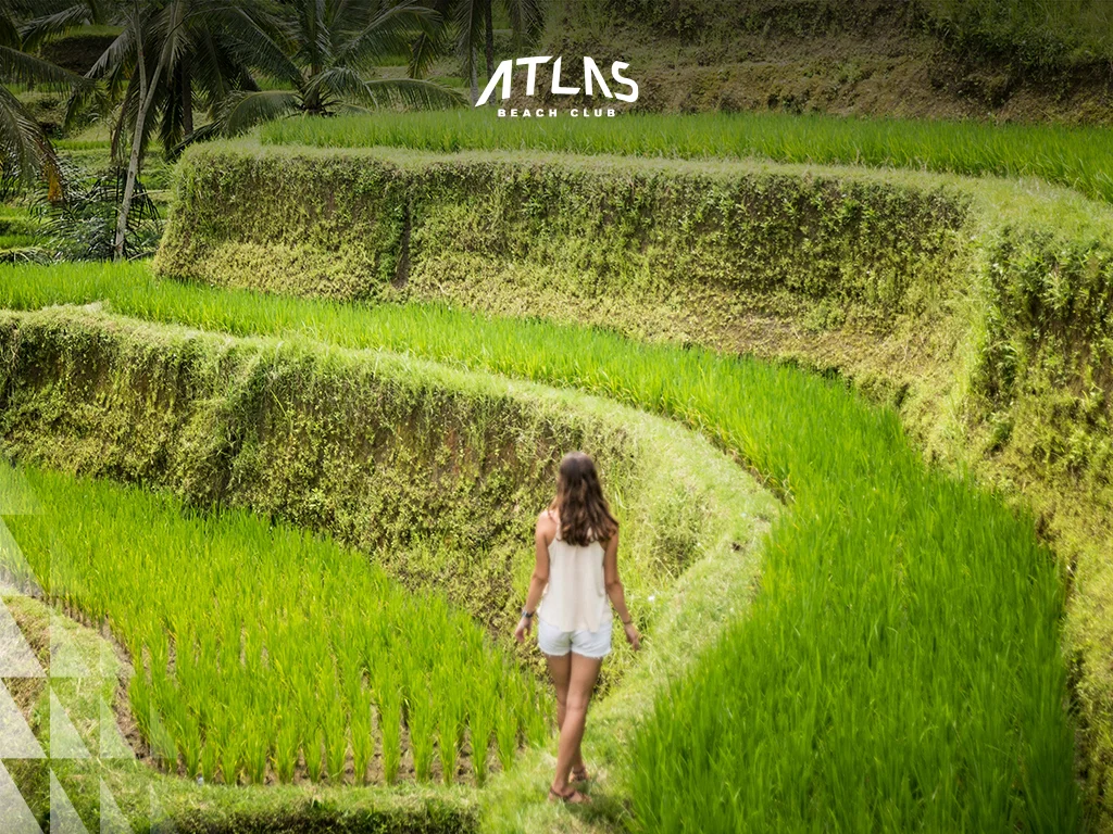 Bali Rice Terrace, Tegalalang Rice Terraces, Holiday in Bali