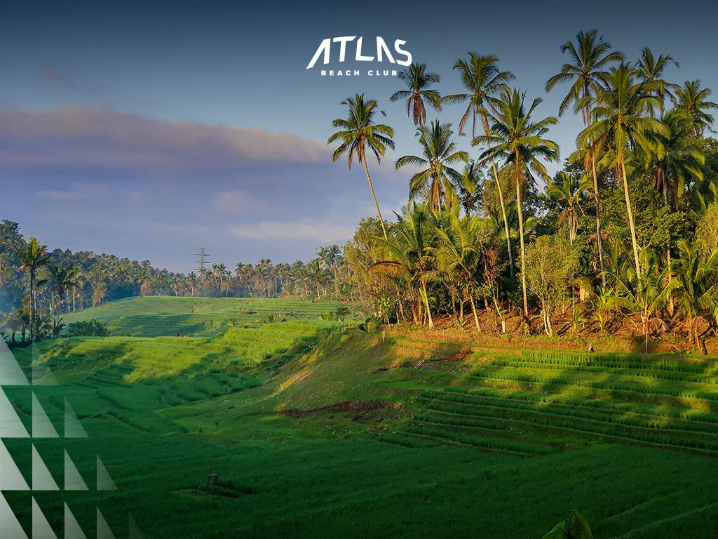 Bali Rice Terrace, Pupuan Rice Terraces, Bali Landscape