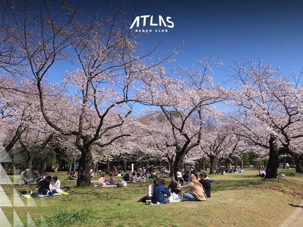 Enjoy a picnic under cherry blossoms at Ueno Park while experiencing Japan’s warm spring weather in March. Cherry blossom picnic, Ueno Park Tokyo, spring travel.