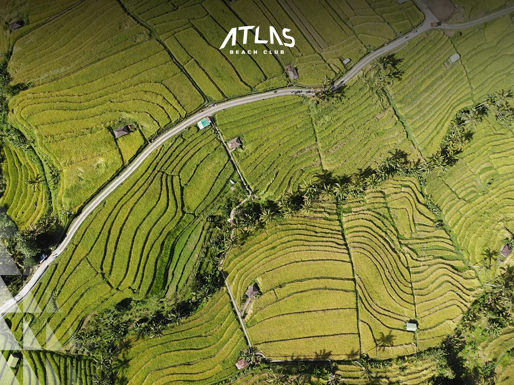 Bali Rice Terrace, Bali Heritage, Jatiluwih Rice Terraces
